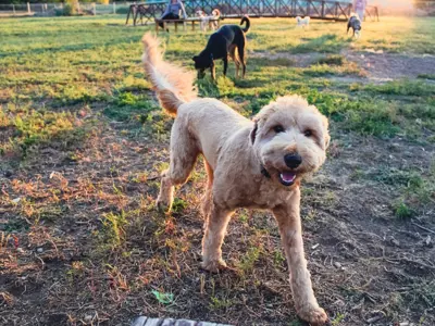 Dog in Saratoga Park